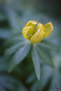 Hochkant Farbfoto. Eine Blüte eines Winterlings, von schräg oben fotografiert. Die Blüte zeigt Anzeichen des Verblühens. Die Blütenblätter sind leicht vertrocknet und schrumpelig. Die Gelbe Farbe der blüte ist verblasst. Die Schärfe sitzt auf den Spitzen der Blütenblätter, die Schärfentiefe ist sehr gering, so dass die Staubgefäße bereits unscharf sind. Im verschwommenen grünen Hintergrund zeichnen sich die verschwommenen Umrisse vom Laub des Winterlings ab.