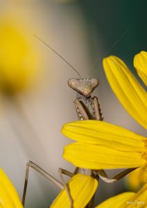 Farbfoto einer Gottesanbeterin (Iris oratoria). Diese schaut über die gelben Blütenblätter einer Blume direkt den Betrachter an. Die Blütenblätter verdecken den Körper des Insektes teilweise.